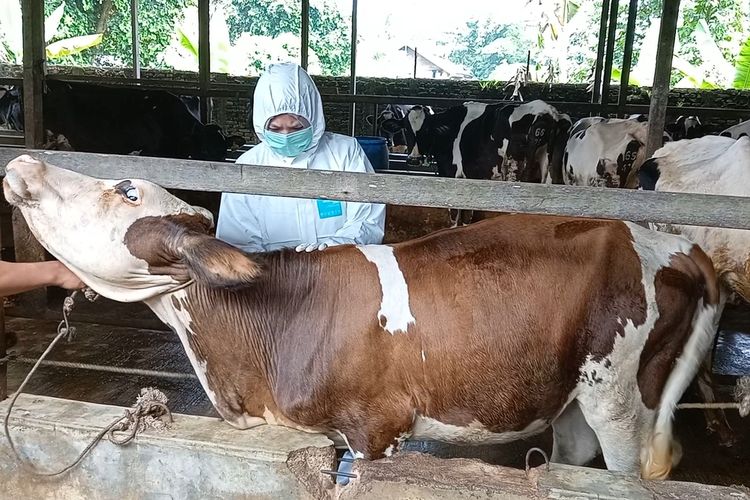 Seorang petugas menyuntikkan vaksin pada ternak sapi perah di Kelompok Tani Kesuma di Desa Jati Kesuma, Kecamatan Namurambe, Deli Serdang pada Senin (27/6/2022). Di kelompok ini terdapat 42 ekor sapi perah dan sapi limousin serta simental.