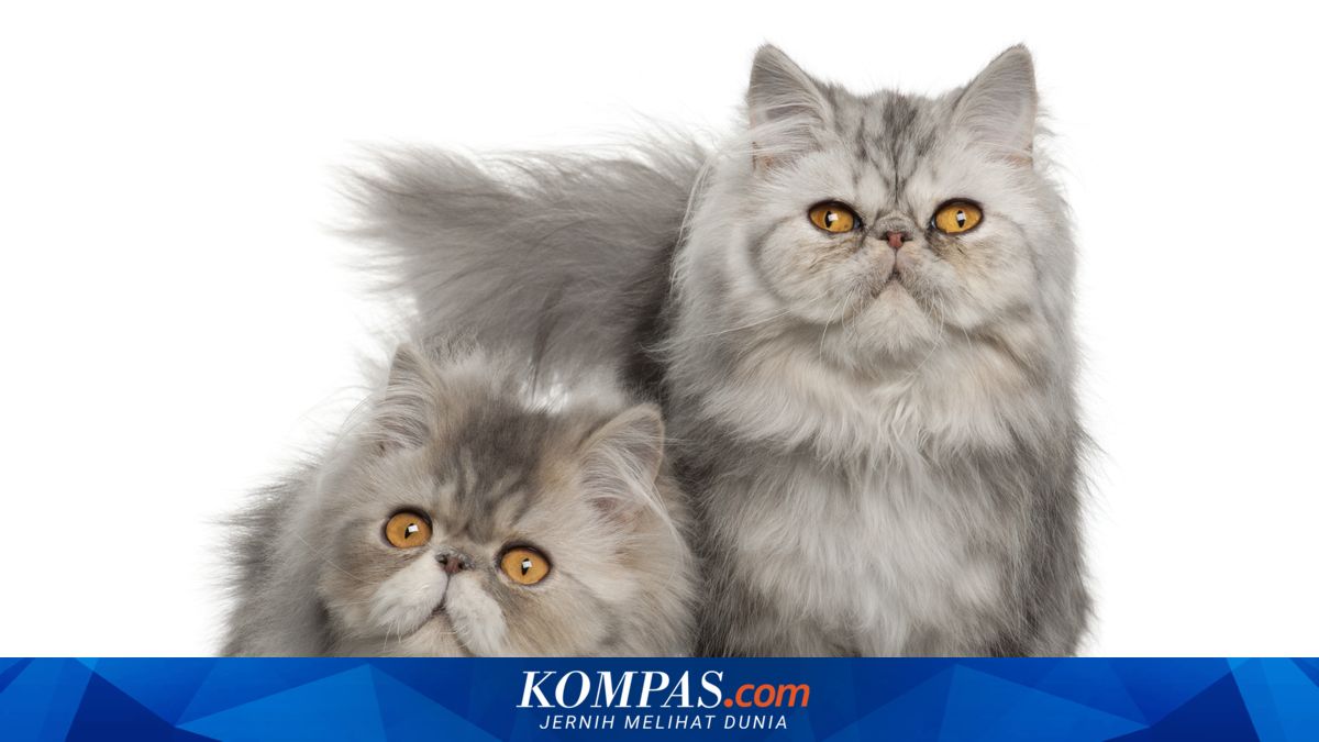 8 Ras Kucing Muka Datar, Persia hingga Selkirk Rex