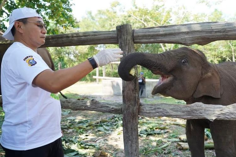 Gajah Tari bersama mahout. 