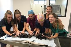 Lewat Operasi Caesar, Anjing di Australia Lahirkan 18 Anak