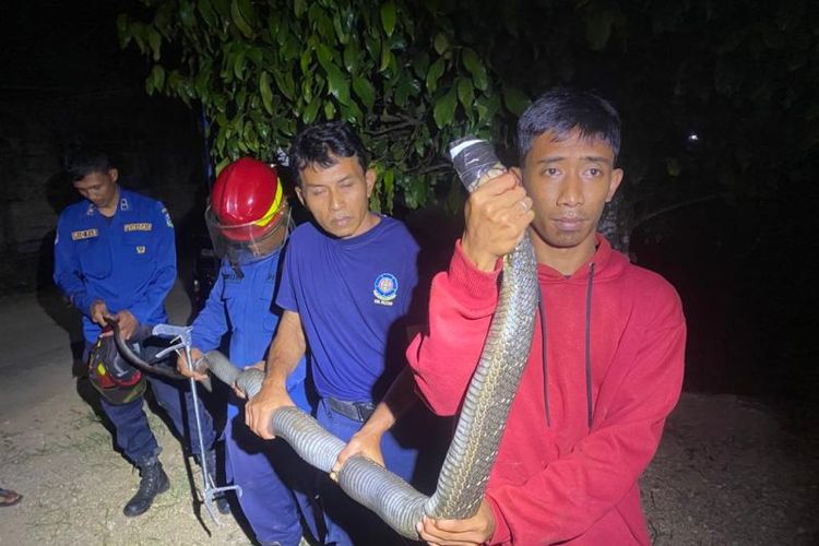 Tim Damkar Kabupaten Pacitan, Jatim, mengevakuasi ular king kobra (Ophiophagus hannah) dari rumah warga di Desa Sukoharjo, Pacitan, Selasa (30/5/2023)