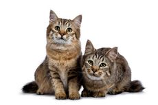 Mengenal Ras Kucing Pixie Bob, Karakteristik dan Cara Perawatannya