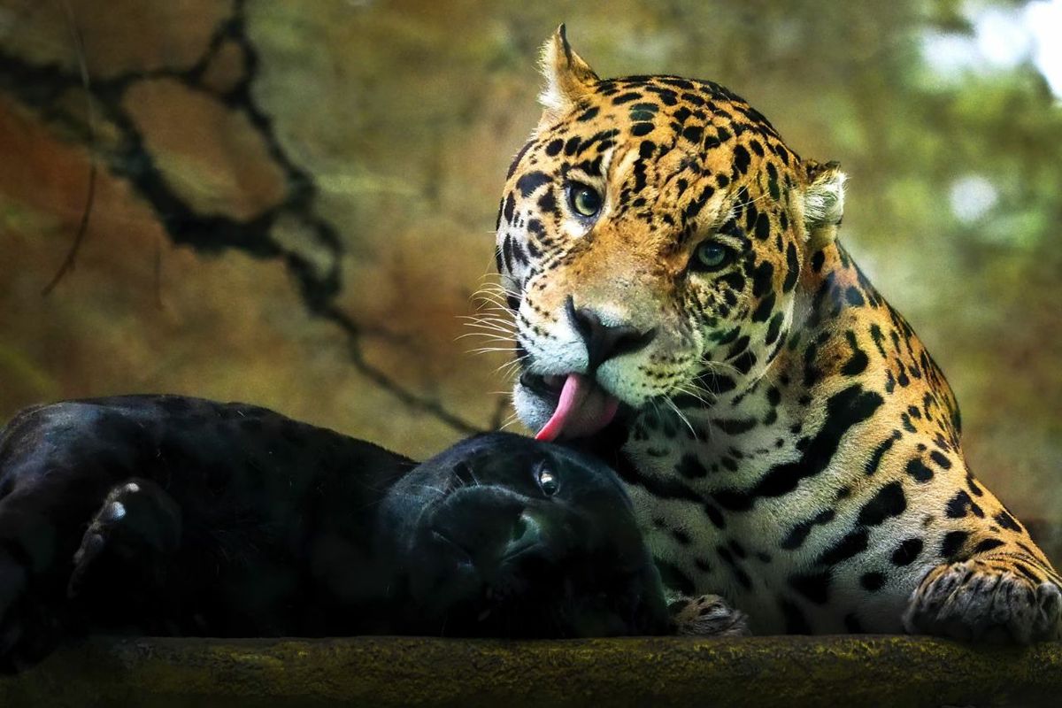 Foto karya Pemenang IAPVC 2022. Juara 1 kategori Endangered Animal, atas nama Aprison (Foto: Macan tutul Jawa)