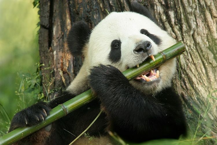 Ilustrasi Panda DOK. Shutterstock