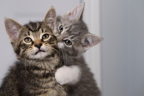 Kenapa Kucing Suka Menggigit Leher Kucing Lain? Ini Pemicunya