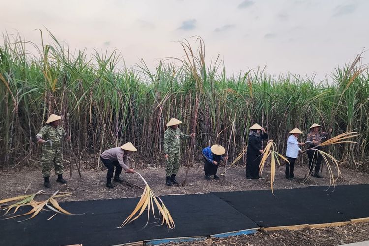 Pasuruan Target Produksi 200 Ton Gula per Hari, Petani Minta Pemerintah Perketat Impor Gula
