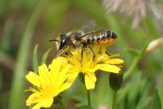 Warga Boyolali Tewas Disengat Lebah Saat Cari Daun untuk Pakan Kambing di Kebun