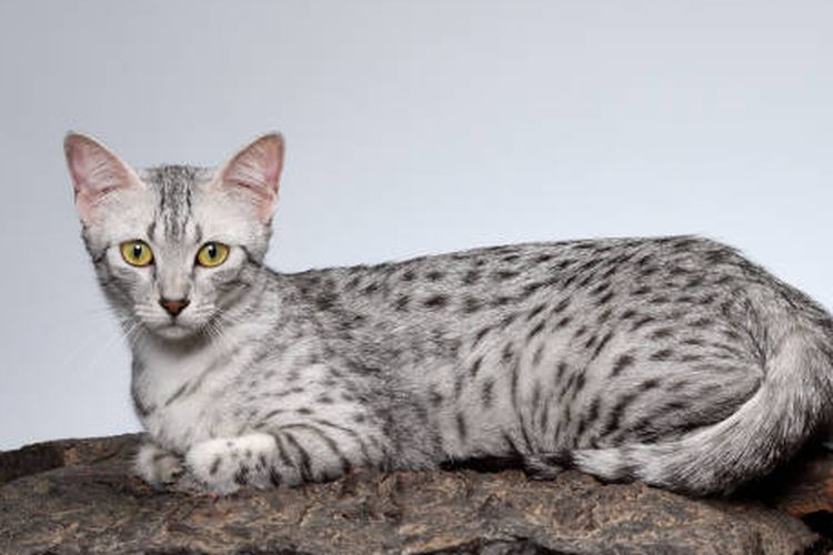 ilustrasi ras kucing Egyptian Mau.