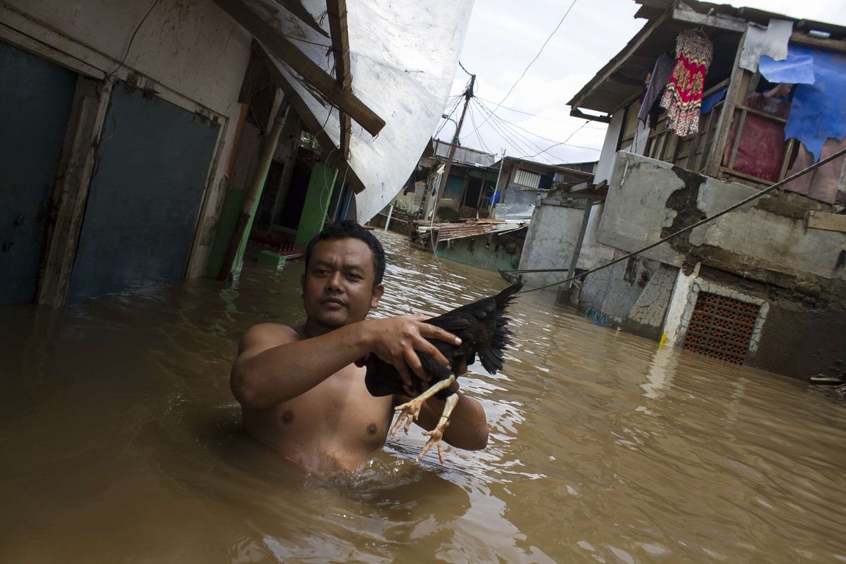 Sejumlah warga mengevakusi ayam peliharaannya dari genangan banjir yang merendam wilayah Pejaten Timur, Pasar Minggu, Jakarta Selatan, Sabtu (8/2/2020). Luapan air kali ciliwung tersebut merendam pemukiman padat penduduk hingga ketinggian 2 meter.