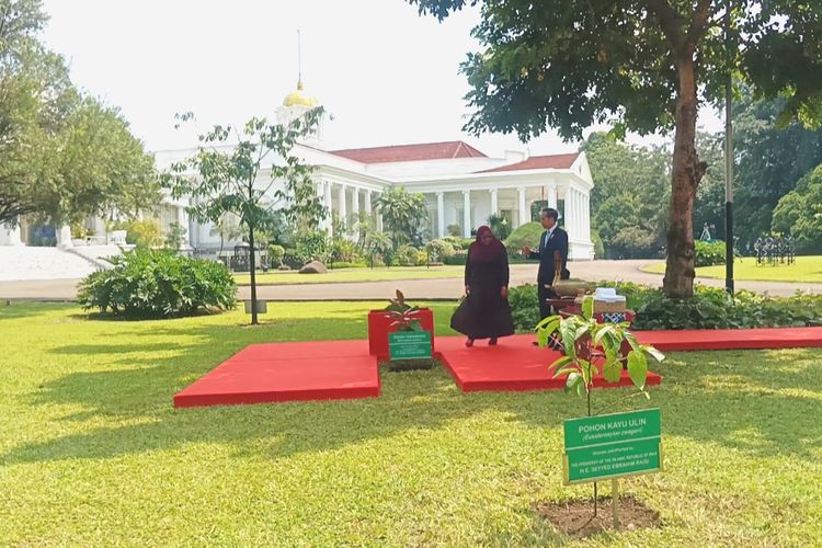 Presiden Joko Widodo dan Presiden Tanzania Samia Suluhu Hassan menanam pohon perdamaian (Barringtonia asiatica) di halaman belakang Istana Kepresidenan Bogor, Jawa Barat pada Kamis (25/1/2024).