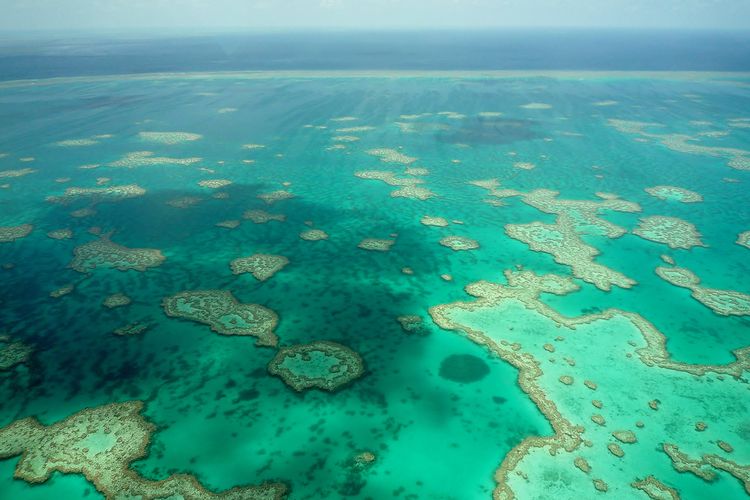 Terumbu karang terbesar di dunia, The Great Barrier Reef di Australia.