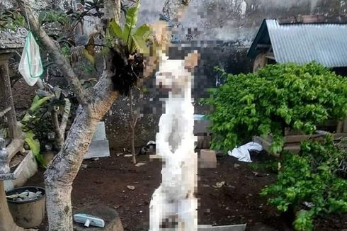 Heboh Foto Kucing Digantung di Pohon, Diduga Makan Merpati hingga hingga Dikecam Warganet