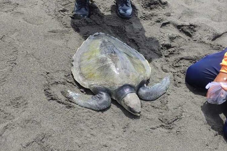 Temuan penyu lekang terdampar hidup di komplek Pantai Glagah, Kapanewon Temon, Kabupaten Kulon Progo, Daerah Istimewa Yogyakarta. Petugas Satlinmas Rescue Istimewa Wilayah V Kulon Progo mengevakuasi ke penangkaran sebelum dilepaskan.