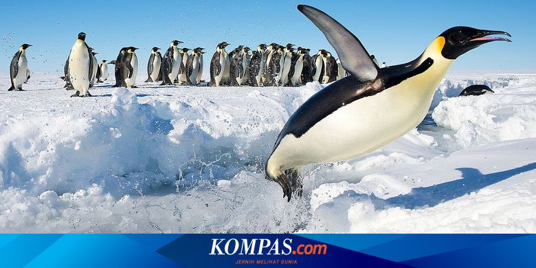 Gara Gara Perubahan Iklim Penguin Kaisar Terancam Punah Tahun 2100 Halaman All Kompas Com