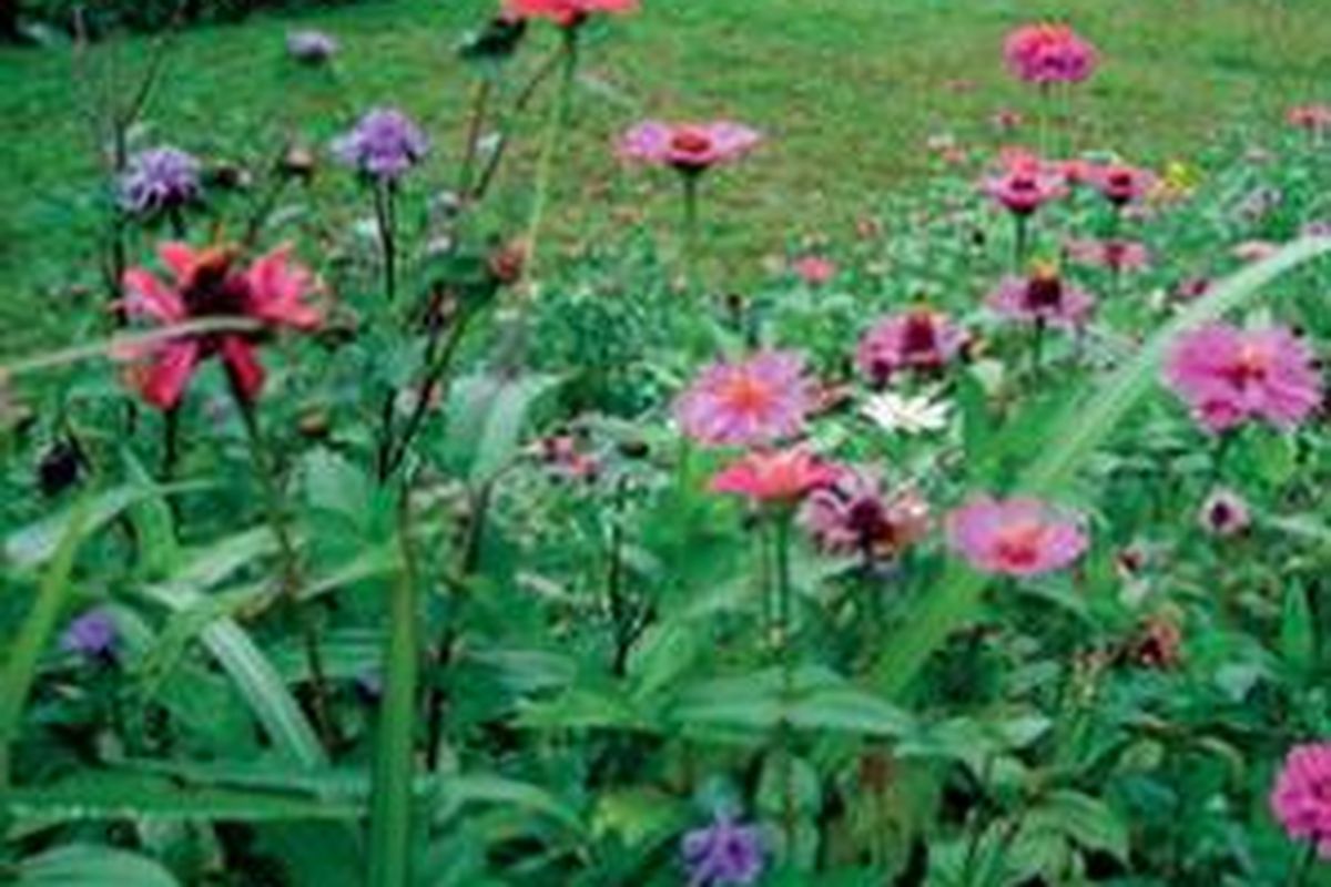 Zinnia (Kembang Kertas).