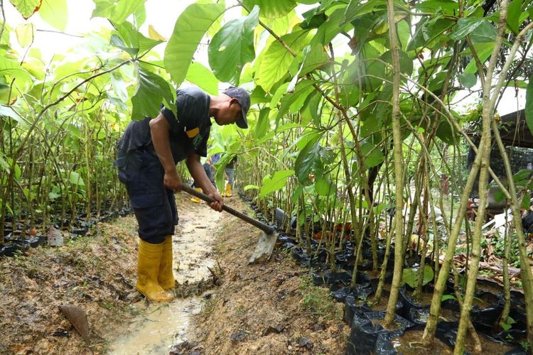 Sebanyak 12.000 bibit pohon jati emas telah disiapkan untuk ditanam di sepanjang jalan dari Laluan Madani hingga kawasan Nongsa, Batam, Kepulauan Riau (Kepri). Saat ini ribuan bibit pohon jati emas itu masih terawat dengan baik dan tidak ada yang mati di kebun BP Batam, kawasan Marina.