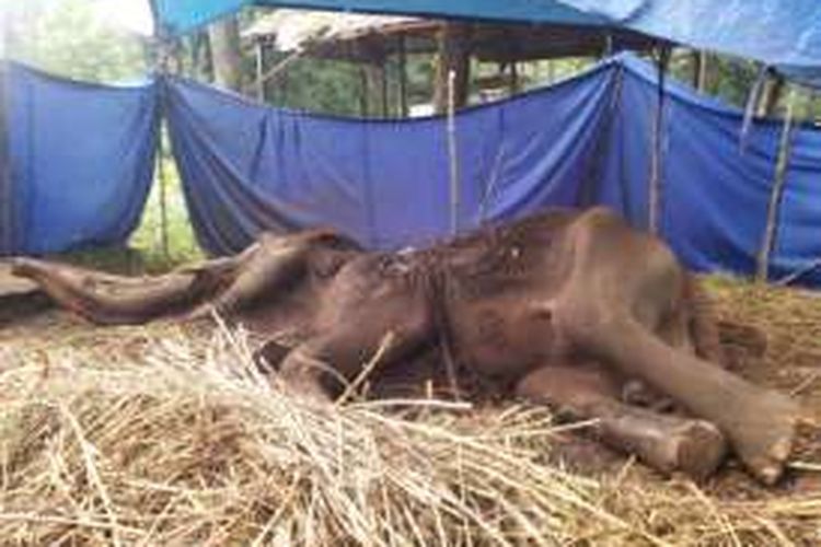 Yani, gajah sakit milik Kebun Binatang Bandung yang menunggu ajal di Kebum Binatang Bandung, Jalan Taman Sari,  Selasa (10/5/2016). Yani dibiarkan tergeletak di bawah terpal tanpa mendapat penanganan serius dari pihak pengelola.