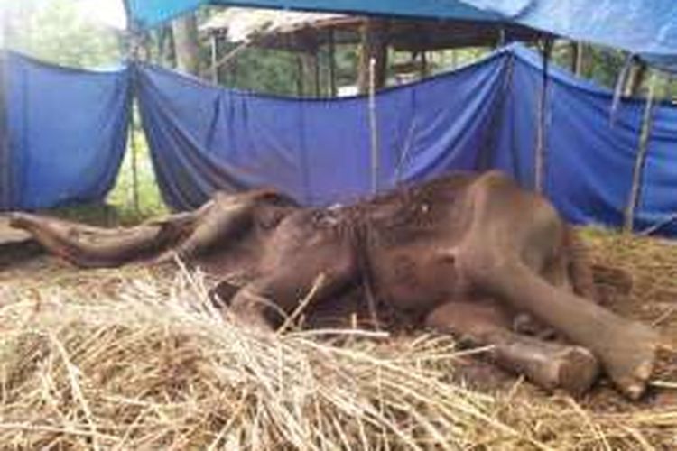 Yani Gajah Kebun Binatang Bandung Dibiarkan Sekarat Halaman