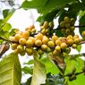 Kopi Liar bisa Lindungi Masa Depan Minuman Kopi dari Perubahan Iklim