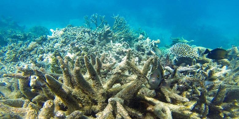 Great Barrier Reef yang memutih karena pemanasan global