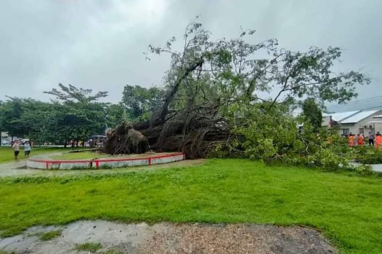 Pohon beringin yang ditanam oleh Presiden Soekarno 68 tahun lalu di Atambua NTT tumbang, Jumat (30/12/2022).