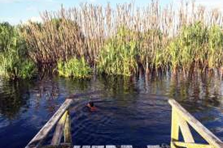 Berenang di Sungai Koran yang berwarna hitam di Kalimantan Tengah.