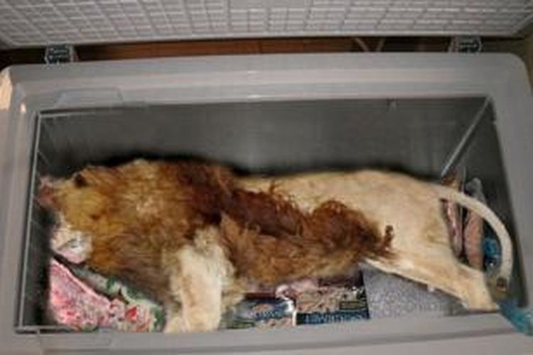 Bangkai seekor singa ditemukan petugas pengawas kesehatan di dalam lemari pendingin sebuah restoran di Inggris.