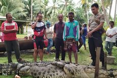 BKSDA Gorontalo Sayangkan Penangkapan Buaya dengan Ditombak