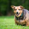 4 Cara Menjaga Berat Badan Anjing Peliharaan Tetap Ideal