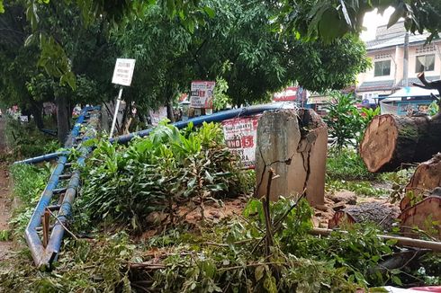 Pengendara Berteduh, Motornya Rusak Tertimpa Pohon Tumbang di Depok