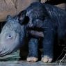 Bayi Badak Sumatera Lahir di Way Kambas, Kelahiran Kedua Tahun Ini