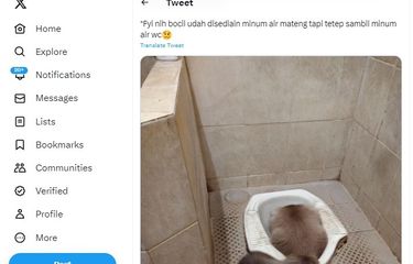 Mengapa Kucing Suka Minum Air di Kloset? Ini Alasan dan Bahayanya ...