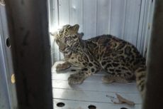 Macan Dahan, Top Predator Hutan Kalimantan yang Kini Terancam Punah