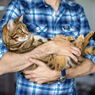 5 Tips Penting bagi Anda yang Baru Memelihara Kucing