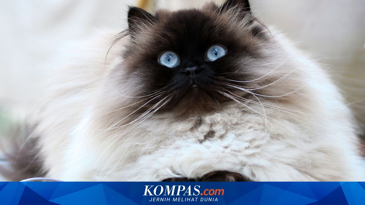Mengedipkan Mata Perlahan, Trik agar Kucing Menyukai Kamu