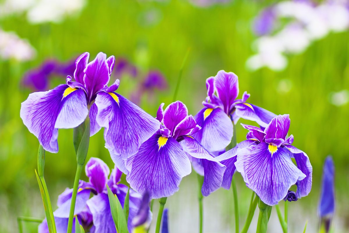 Ilustrasi bunga iris ungu.