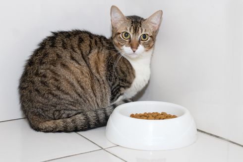 Simak, 8 Alasan Kucing Tidak Mau Makan dan Cara Mengatasinya