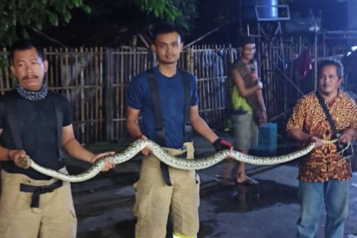 Petugas Damkar Jakarta Timur memperlihatkan temuan ular sanca sepanjang dua meter yang ditemukan dari belakang kulkas rumah penduduk di Setu, Cipayung, Jakarta Timur, Senin (30/3/2020) malam.