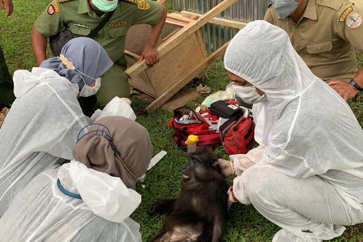 Petugas BBKSDA menemukan dan menyita satwa liar yang dilindungi dari rumah Bupati nonaktif Langkat Terbit Rencana Perangin-angin.