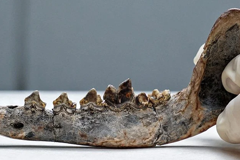 Fosil Rahang Jadi Bukti Anjing Hidup di Amerika Tengah 12.000 Tahun Lalu