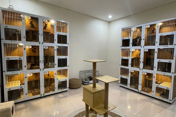 Hotel Kucing di Bekasi Ramai Jelang Lebaran, Ada yang Booking Sejak Januari