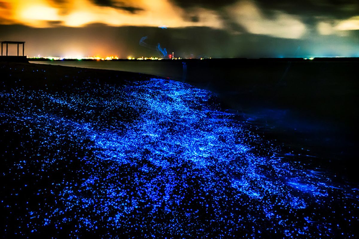 Bioluminesensi