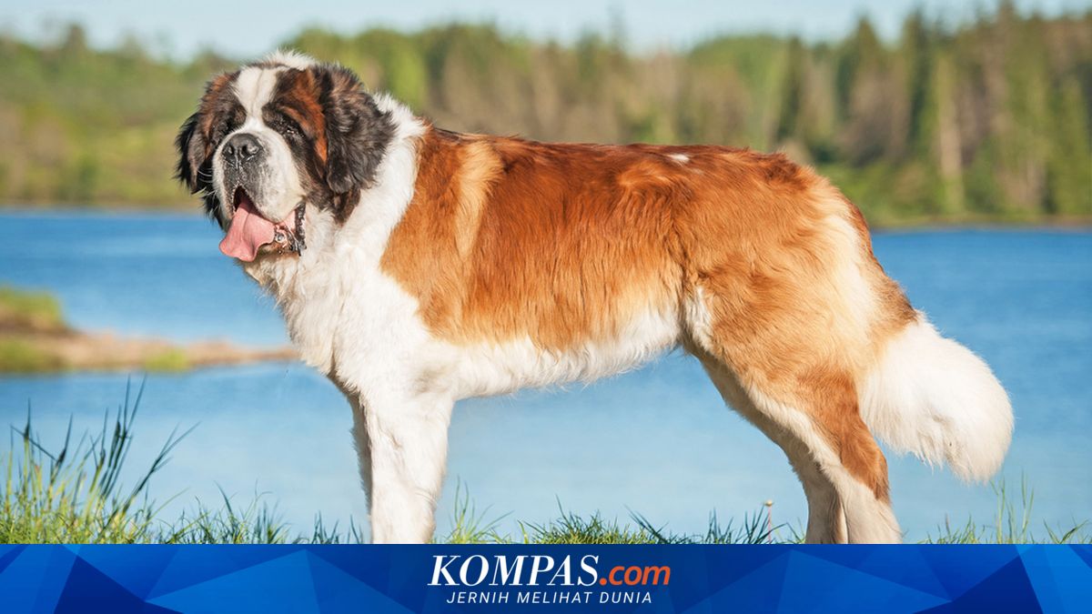 7 Ras Anjing Raksasa yang Dapat Dipelihara di Rumah