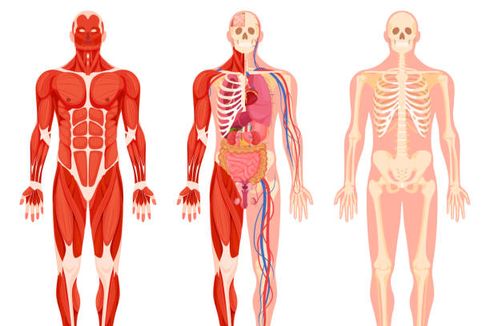 Mengenal 11 Sistem Organ pada Tubuh Manusia