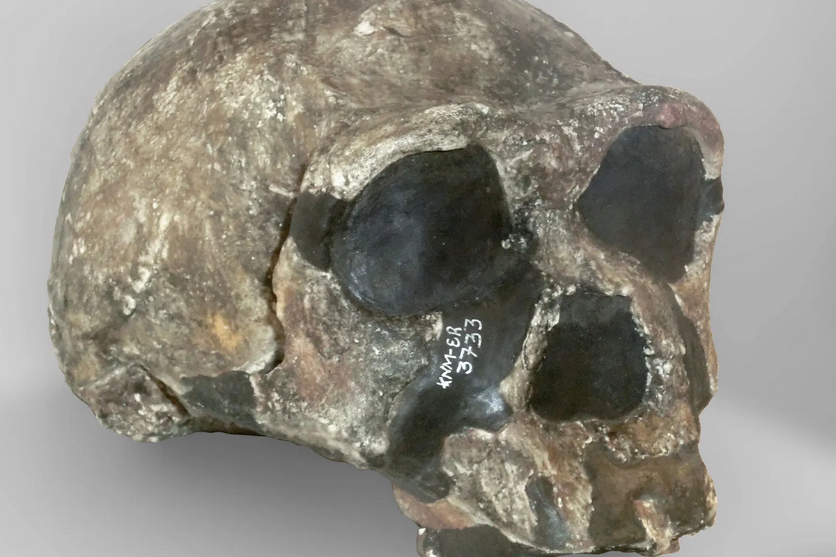 Tengkorak Homo erectus yang ditemukan di Kenya