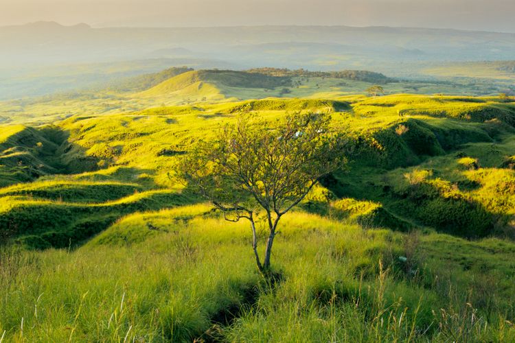 Pemandangan padang rumput sebelum puncak Gunung Tambora, Pulau Sumbawa. 