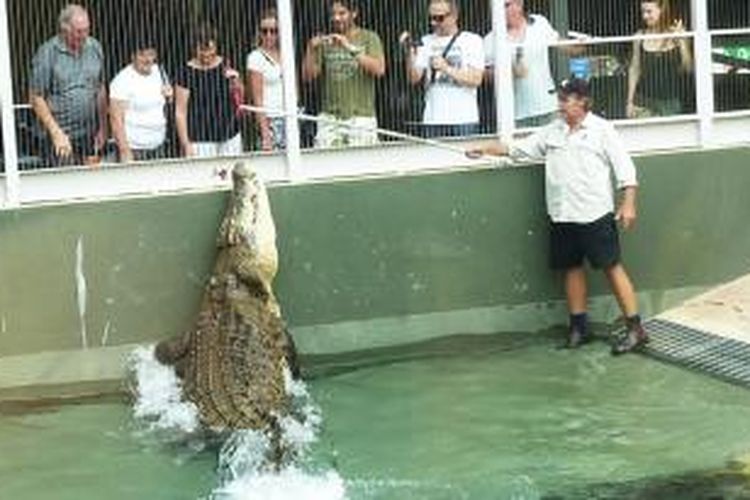 Inilah Burt, buaya jantan dengan berat 700 kilogram dan panjang lebih dari 5 meter, saat beraksi di depan para pengunjung sebuah lokasi wisata di Darwin, Australia. Burt sangat terkenal karena pernah membintangi film Crocodile Dundee pada 1986.