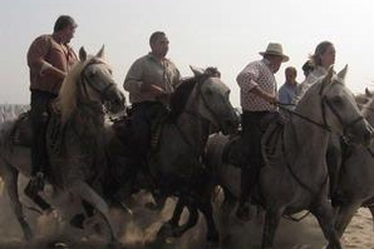 Penggiring banteng berkuda.