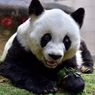 Akhir Hidup Basi, Panda Tertua yang Hidup di Penangkaran