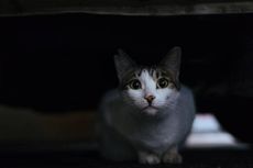 Alasan Kucing Memiliki Penglihatan yang Baik dalam Gelap